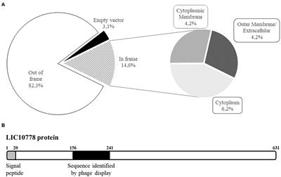 Characterization of a virulence-modifying protein of Leptospira interrogans identified by shotgun phage display